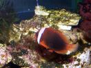 Filename : a_melanopus.jpg
Filesize : 188KB
Dimensions : 1026x772
Date added : May 23, 2005 a_melanopus.jpg
