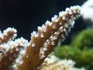 Filename : coral_detaliu.jpg
Filesize : 116KB
Dimensions : 800x600
Date added : May 23, 2005 coral_detaliu.jpg