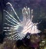 Filename : lion_s.jpg
Filesize : 162KB
Dimensions : 800x849
Date added : Jun 13, 2005 lion_s.jpg