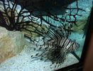 lionfish_pict0008.jpg