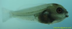 Filename : 7 days old pigeon snakeskin fry..jpg
Filesize : 59KB
Dimensions : 1980x800
Date added : Jun 25, 2005 7 days old pigeon snakeskin fry..jpg