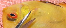 Filename : IMG_0002-1.jpg
Filesize : 44KB
Dimensions : 575x249
Date added : Feb 04, 2006 IMG_0002-1.jpg