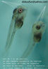 Filename : pui.jpg
Filesize : 182KB
Dimensions : 444x647
Date added : Sep 27, 2005 pui.jpg