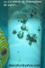 Filename : pui1.jpg
Filesize : 59KB
Dimensions : 398x600
Date added : Sep 27, 2005 pui1.jpg