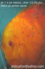 Filename : red moon male1.jpg
Filesize : 64KB
Dimensions : 394x600
Date added : Sep 28, 2005 red moon male1.jpg