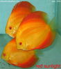 Filename : sun.jpg
Filesize : 144KB
Dimensions : 763x859
Date added : Oct 14, 2005 sun.jpg