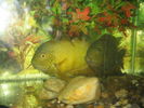 Filename : a_severum1.JPG
Filesize : 82KB
Dimensions : 468x351
Date added : Nov 14, 2008 a_severum1.JPG