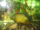 Filename : a_severum2.JPG
Filesize : 96KB
Dimensions : 497x373
Date added : Nov 14, 2008 a_severum2.JPG