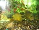 Filename : acvariu 034.jpg
Filesize : 474KB
Dimensions : 1024x768
Date added : Nov 14, 2008 acvariu 034.jpg