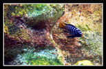 Filename : Africani_02~0.jpg
Filesize : 98KB
Dimensions : 750x487
Date added : May 21, 2008 Africani_02~0.jpg
