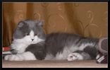Filename : Botti_the_cat.jpg
Filesize : 130KB
Dimensions : 700x446
Date added : Jun 10, 2008 Botti_the_cat.jpg