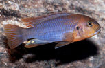 Filename : Iodotropheus_sprengerae.jpg
Filesize : 18KB
Dimensions : 300x195
Date added : Jan 06, 2008 Iodotropheus_sprengerae.jpg
