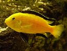 Filename : Labidochromis_caeruleus.jpg
Filesize : 41KB
Dimensions : 434x331
Date added : Jan 06, 2008 Labidochromis_caeruleus.jpg