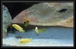 Labidochromis_caeruleus_02.jpg