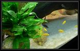Filename : Labidochromis_caeruleus_03.jpg
Filesize : 98KB
Dimensions : 750x479
Date added : Apr 14, 2008 Labidochromis_caeruleus_03.jpg