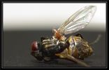 Filename : Musca_001.jpg
Filesize : 150KB
Dimensions : 750x479
Date added : Jan 14, 2008 Musca_001.jpg