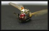 Filename : Musca_002.jpg
Filesize : 120KB
Dimensions : 750x479
Date added : Jan 14, 2008 Musca_002.jpg