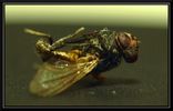 Filename : Musca_003.jpg
Filesize : 134KB
Dimensions : 750x479
Date added : Jan 14, 2008 Musca_003.jpg