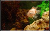 Filename : Nigro_albino_01.jpg
Filesize : 142KB
Dimensions : 750x464
Date added : May 16, 2005 Nigro_albino_01.jpg