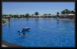 Filename : Papillon_Belvil_piscina.jpg
Filesize : 155KB
Dimensions : 750x479
Date added : Sep 14, 2005 Papillon_Belvil_piscina.jpg
