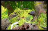 Filename : Pseudotropheus_elongatus_mpanga_03.jpg
Filesize : 99KB
Dimensions : 750x479
Date added : Apr 14, 2008 Pseudotropheus_elongatus_mpanga_03.jpg