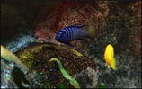 Filename : aqua_iun03.JPG
Filesize : 183KB
Dimensions : 750x469
Date added : Jun 10, 2008 aqua_iun03.JPG