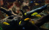 Filename : aqua_iun05.JPG
Filesize : 173KB
Dimensions : 750x469
Date added : Jun 10, 2008 aqua_iun05.JPG