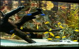 Filename : aqua_iun06.JPG
Filesize : 186KB
Dimensions : 750x468
Date added : Jun 10, 2008 aqua_iun06.JPG