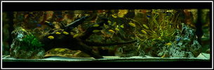 Filename : aqua_iun08.JPG
Filesize : 230KB
Dimensions : 1024x335
Date added : Jun 10, 2008 aqua_iun08.JPG
