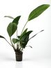 ANUBIAS CONGENSIS.jpg