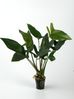 ANUBIAS HASTIFOLIA.jpg