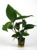 ANUBIAS HETEROPHYLLA.jpg