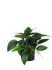 ANUBIAS NANA.jpg