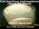 Filename : Black-Tip-Shark-2.jpg
Filesize : 118KB
Dimensions : 800x600
Date added : Dec 05, 2008 Black-Tip-Shark-2.jpg