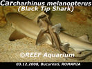 Filename : Black-Tip-Shark-3.jpg
Filesize : 179KB
Dimensions : 800x600
Date added : Dec 05, 2008 Black-Tip-Shark-3.jpg