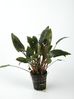 CRYPTOCORYNE AXELRODI.jpg