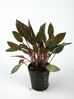 CRYPTOCORYNE LEGROI.jpg