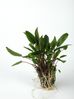 CRYPTOCORYNE PETCHII.jpg