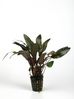 CRYPTOCORYNE UNDULATUS BROWN.jpg