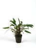 CRYPTOCORYNE UNDULATUS GREEN.jpg