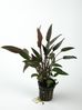 CRYPTOCORYNE WALKERI.jpg