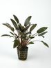 CRYPTOCORYNE WENDTII BROWN.jpg