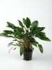 CRYPTOCORYNE WENDTII GREEN.jpg