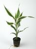 DRACAENA SANDERIANA WHITE.jpg