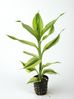 DRACAENA SANDERIANA YELLOW.jpg