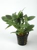 FITTONIA MIN WHITE.jpg