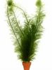 MYRIOPHYLLUM SCABRATUM.jpg