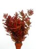 ROTALA MACRANDRA.jpg