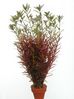 ROTALA ROTUNDIFOLIA SUBMERS.jpg