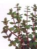 ROTALA ROTUNDIFOLIA.jpg